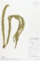 登錄號:BP02171藏品圖，第1張