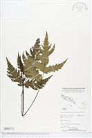 登錄號:BP02172藏品圖，第1張