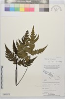 登錄號:BP02172藏品圖，第2張