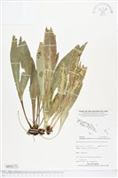 登錄號:BP02173藏品圖，第1張