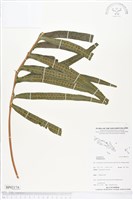 登錄號:BP02174藏品圖，第1張