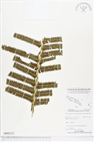 登錄號:BP02175藏品圖，第1張