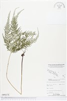 登錄號:BP02178藏品圖，第1張