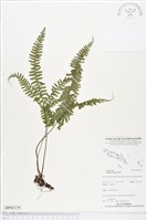 鈍齒鱗始蕨藏品圖，第1張