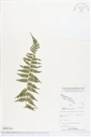 登錄號:BP02180藏品圖，第1張