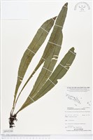 登錄號:BP02183藏品圖，第1張