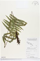 登錄號:BP02184藏品圖，第1張