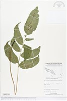 頂芽新月蕨藏品圖，第1張