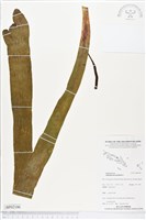 帶狀瓶爾小草藏品圖，第1張