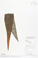 登錄號:BP02188藏品圖，第1張