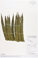 登錄號:BP02191藏品圖，第1張