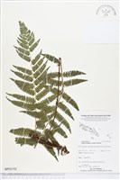 登錄號:BP02192藏品圖，第1張