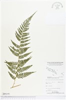 登錄號:BP02195藏品圖，第1張