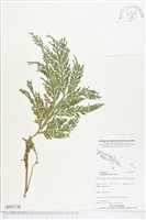 登錄號:BP02196藏品圖，第1張