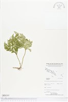 登錄號:BP02197藏品圖，第1張