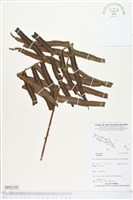 登錄號:BP02199藏品圖，第1張