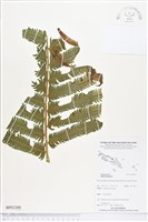 登錄號:BP02200藏品圖，第1張