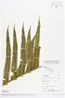 登錄號:BP02201藏品圖，第1張