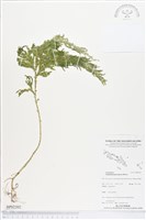 登錄號:BP02202藏品圖，第1張