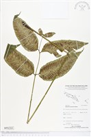 登錄號:BP02203藏品圖，第1張