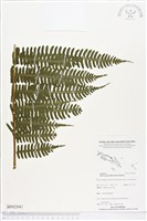 登錄號:BP02204藏品圖，第1張