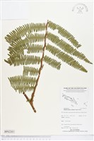 登錄號:BP02205藏品圖，第1張