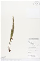 登錄號:BP02207藏品圖，第1張