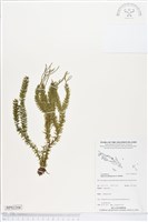 垂枝石松、垂枝馬尾杉藏品圖，第1張