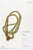 登錄號:BP02209藏品圖，第1張