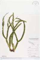 登錄號:BP02210藏品圖，第1張