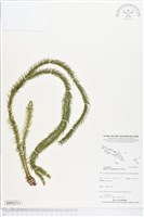 登錄號:BP02211藏品圖，第1張