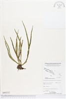 登錄號:BP02212藏品圖，第1張