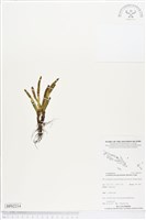 登錄號:BP02214藏品圖，第1張