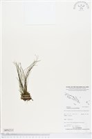 登錄號:BP02215藏品圖，第1張