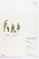 登錄號:BP02216藏品圖，第1張