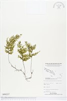 蕗蕨藏品圖，第1張