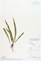 登錄號:BP02218藏品圖，第1張