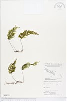 細葉蕗蕨藏品圖，第1張