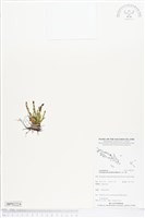 革舌蕨藏品圖，第1張