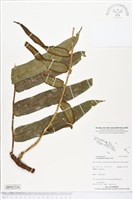 登錄號:BP02226藏品圖，第1張