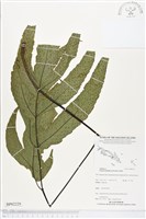 登錄號:BP02229藏品圖，第1張