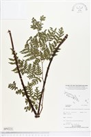 登錄號:BP02231藏品圖，第1張