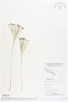 分枝莎草蕨藏品圖，第1張