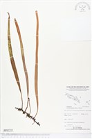 南洋石葦藏品圖，第1張