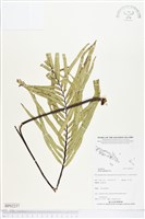 登錄號:BP02237藏品圖，第1張