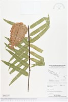 登錄號:BP02238藏品圖，第1張