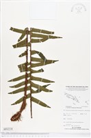 登錄號:BP02239藏品圖，第1張