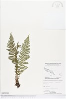 登錄號:BP02240藏品圖，第1張