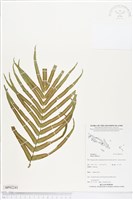 鱗蓋鳳尾蕨藏品圖，第1張