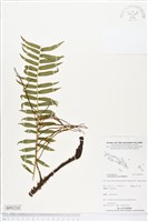 登錄號:BP02242藏品圖，第1張